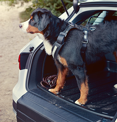 Hund i bagasjerom på bil
